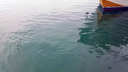 Un thon avale une mouette vivante... la prenant pour une proie comestible