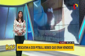 Surco: rescatan a cachorras pitbull que eran vendidas clandestinamente