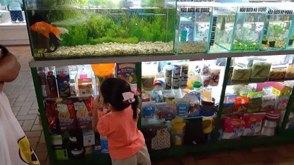 Fomos Comprar Um Peixe Betta /  Peixe Betta Gigante 
