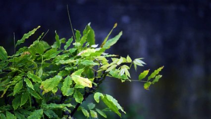 Sonido de Lluvia - Media Hora. Rain Sound - Half an Hour