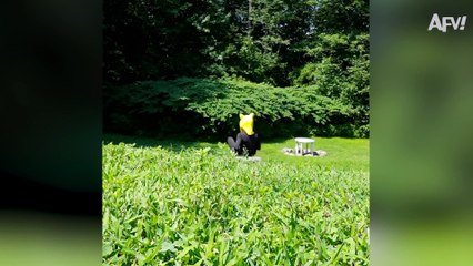 America's Funniest VIdeos  - Fails Funny 2020