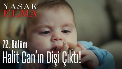 Halit Can diş çıkarıyor! - Yasak Elma 72. Bölüm