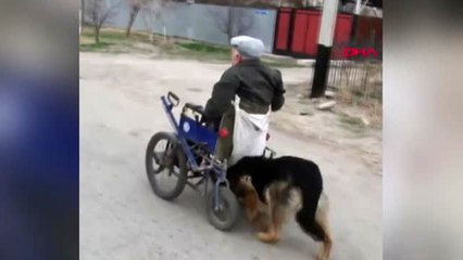 Köpek, sahibinin 'yol arkadaşı' oldu