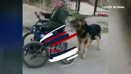 Tekerlekli sandalyedeki sahibine böyle destek oluyor