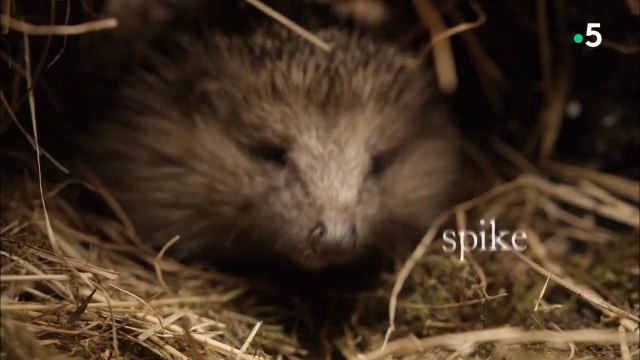 l'Hôtel des Hérissons - HD (2015)