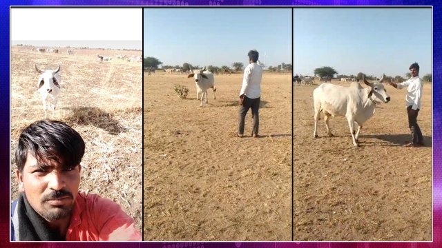 Viral Video : Watch How This Cow Went When Owner Calls