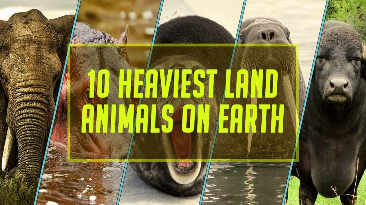10 Heaviest Land Animals On Earth - video Dailymotion