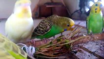 Small Cute Parrot same like birds | Nature is Amazing || Birds Videos