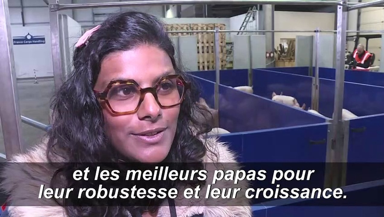 De Brest en Chine, voyage "VIP" pour 1.000 cochons reproducteurs