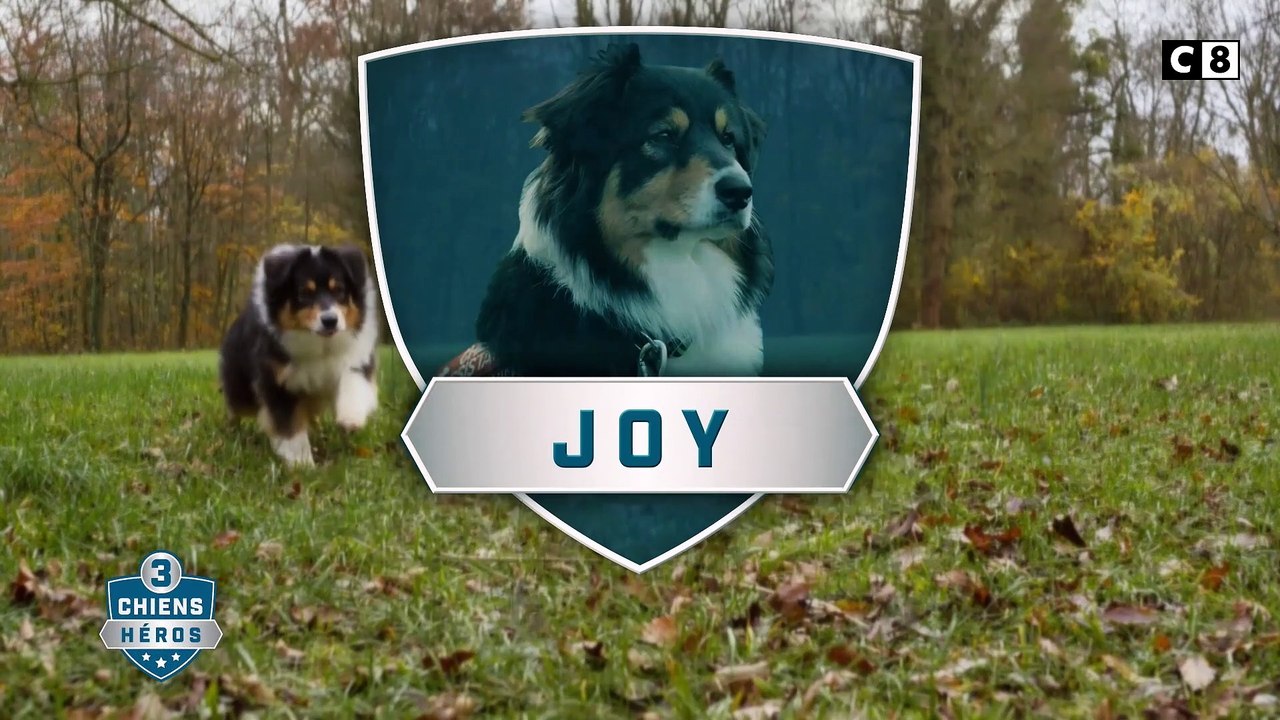 AVANT-PREMIERE: Découvrez les premières images de la série documentaire "3 chiens héros" diffusée vendredi soir en prime sur C8 - VIDEO