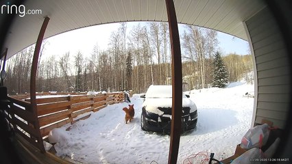 Dogs Meet Moose in Alaskan Front Yard