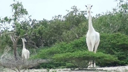 Cazadores furtivos matan a la última jirafa blanca hembra del mundo