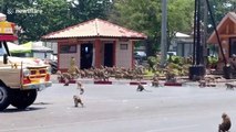 Hundreds of starving wild monkeys fight over a single piece of food during coronavirus outbreak in Thailand