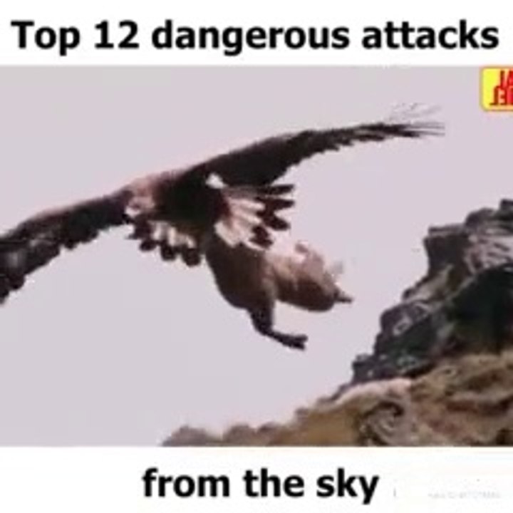 Top 12 Dangerous Attack From the SKY || Top 5 best eagle attacks || the best of eagle attacks on huma || Top 7 Best Eagle Attacks (What size of prey can eagles