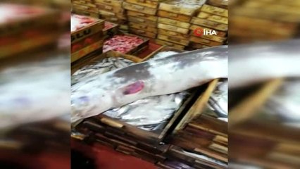 Antalya Körfezi'nden 3 metrelik yılan balığı çıktı