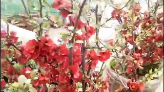 Grow Cydonia Japanese quince in Abbottabad Vlog Dr Raja Kashif Janjua