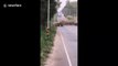 Herd of wild elephants hold up traffic for 40 minutes to cross road in Thailand