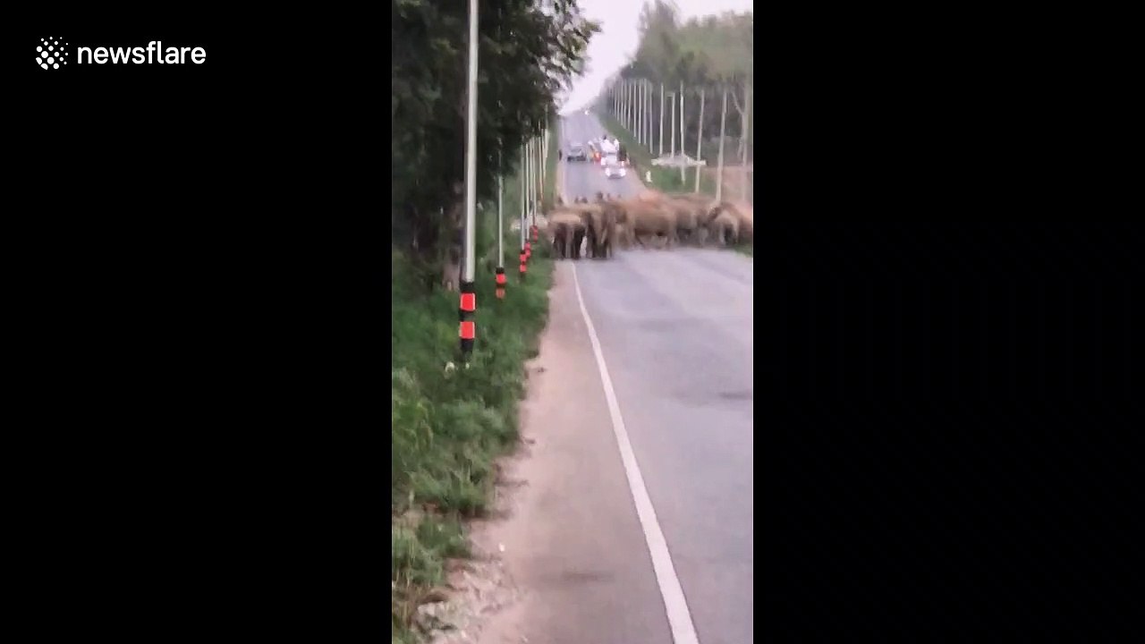 Herd of wild elephants hold up traffic for 40 minutes to cross road in Thailand