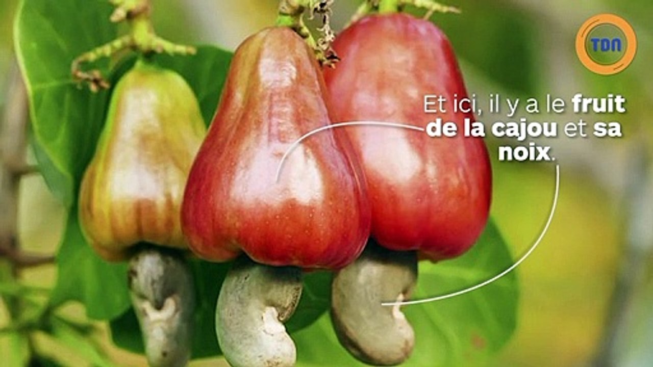 La vérité derrière la production de noix de cajou  des femmes vivent avec les mains brûlées pour 2,5 € par jour !