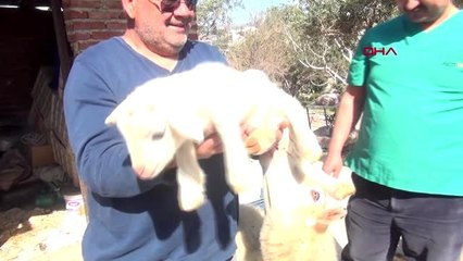 MERSİN Silifke'de 6 bacaklı kuzu doğdu