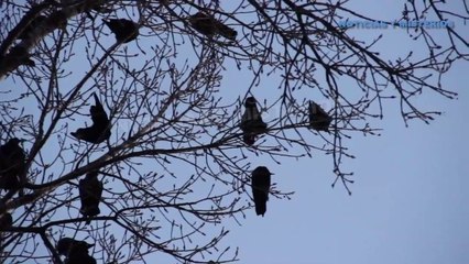 Plagas de Cuervos y moscos Gigantes llegan a la zona cero del Virus en China
