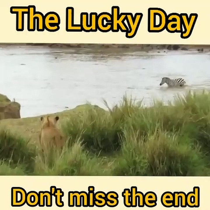 Lucky day for some animals