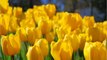 Vos Questions Jardin: Mes bulbes de tulipes ne fleurissent pas