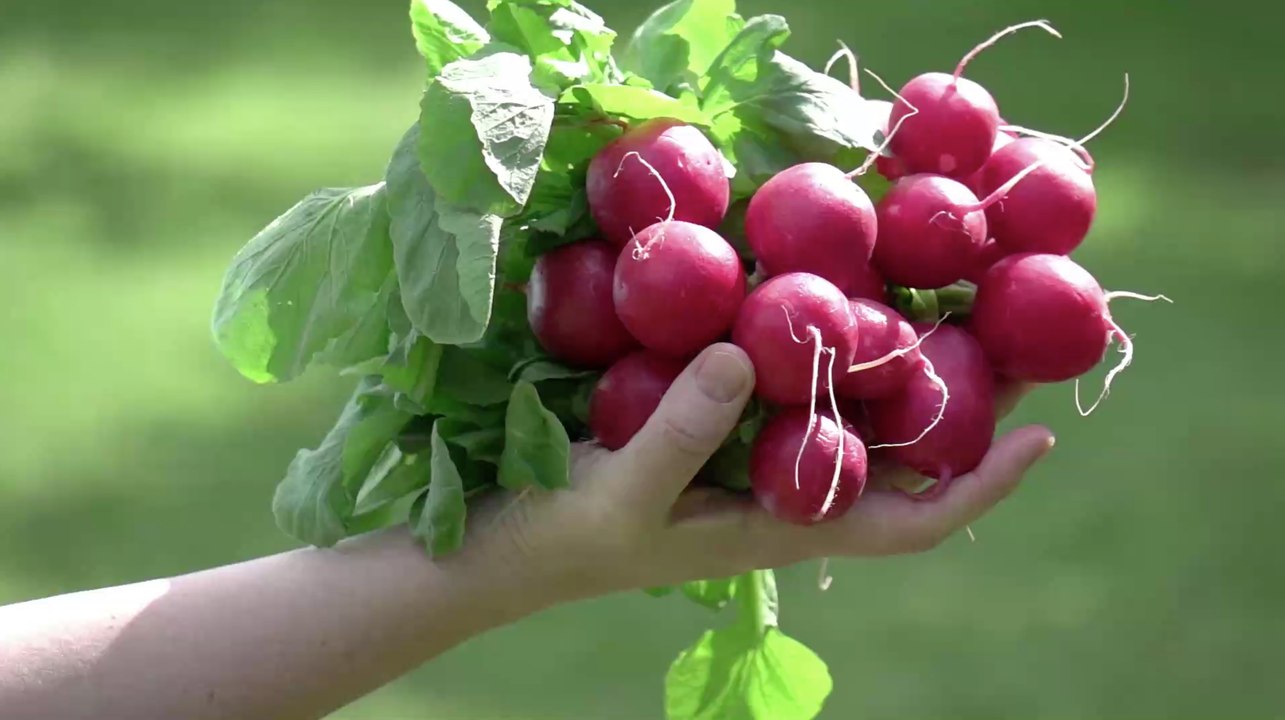 Radieschen: 3 Fakten über die Superknolle