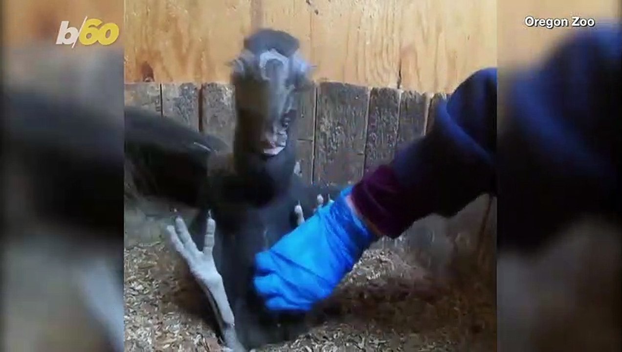 Long Lashes! This Bird Doesn’t Need Mascara!