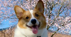 Pino, le chien corgi, qui relève le défi des labyrinthes