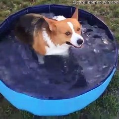 Winston the Corgi in the Kiddie Pool