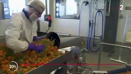 Homéopathie : Boiron va supprimer 646 postes