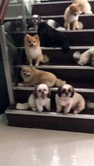 Well Trained Pups Wait for Their Treat