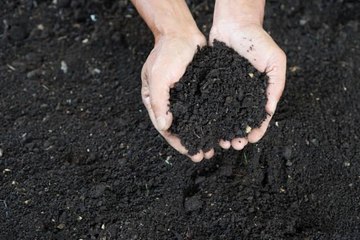 Gardening Myths We Heard From Our Southern Mothers