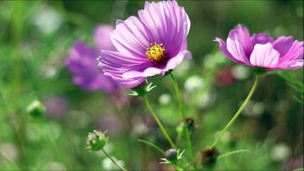 Santa Luzia é considerada a grande protetora da visão