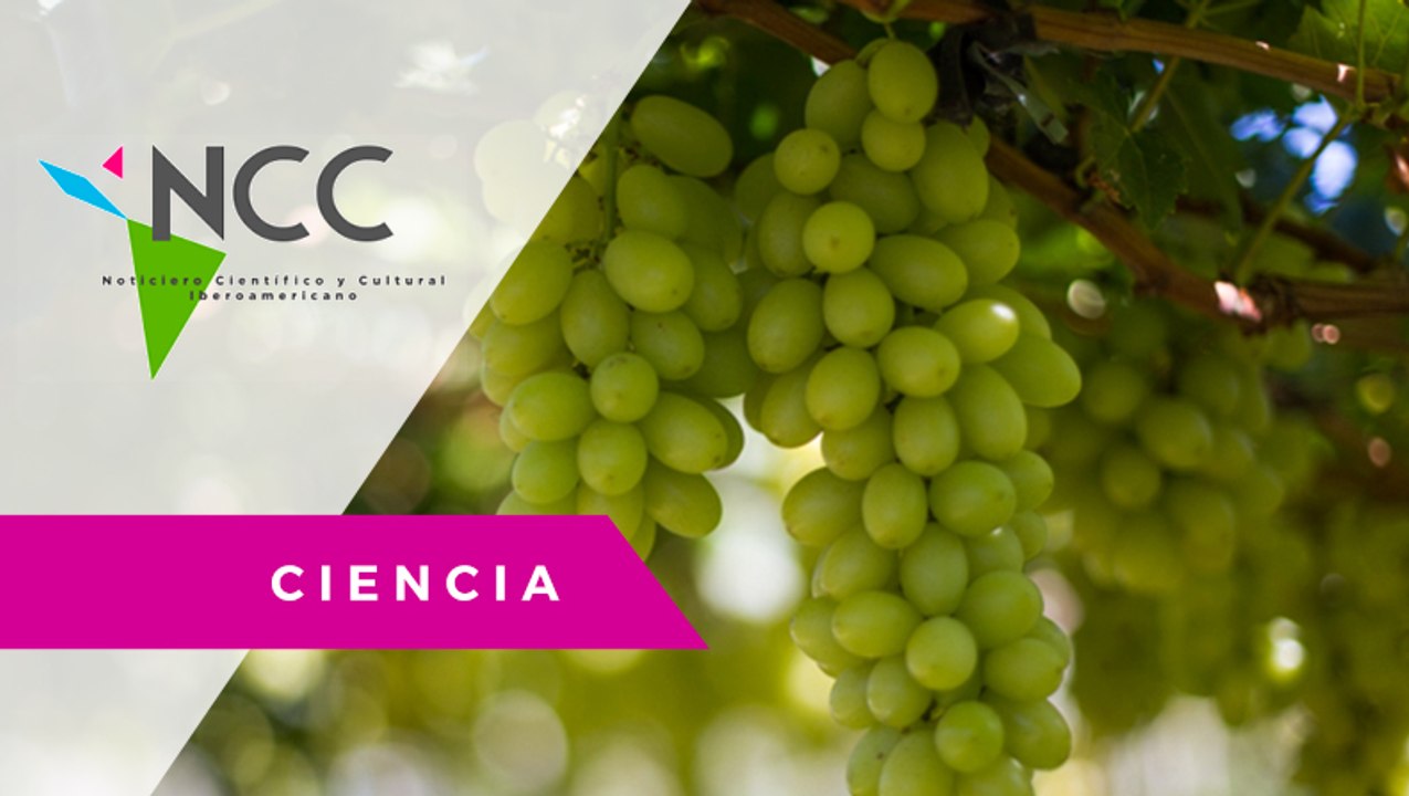 Cambio climático amenaza la producción de vino en España-