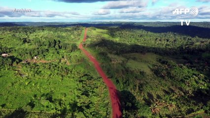 La Amazonía podría convertirse en una sabana en 50 años, según estudio
