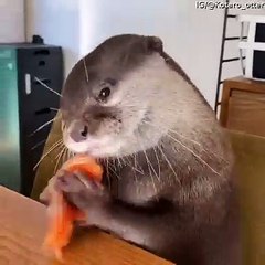Precious Pet Otter Munches on Fresh Salmon