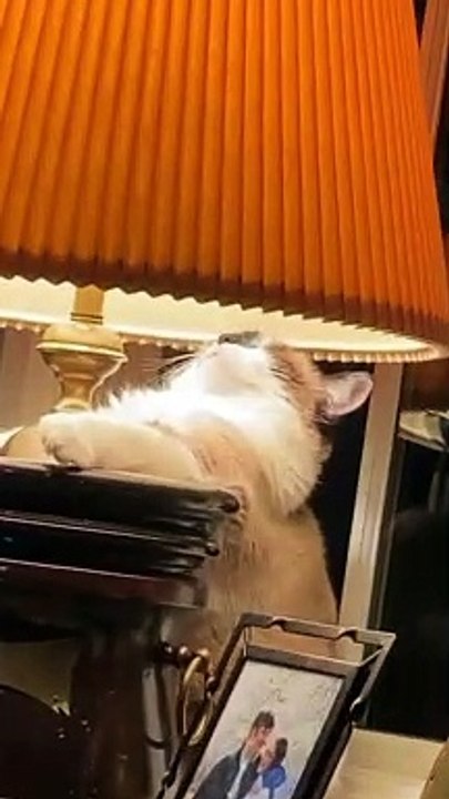 Kitty Basks in Lamp's Warmth