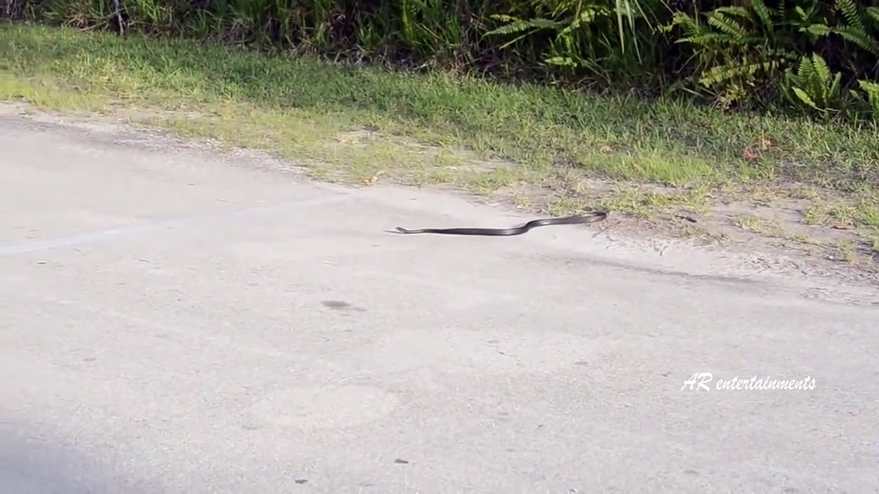 Ce serpent bizarre se mange lui-même. Mysterieux