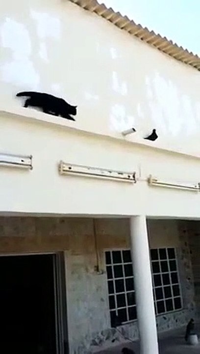 D'après vous qui est le plus intelligent : pigeon ou chat ?