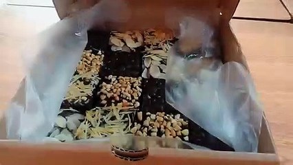 081.35.935.5904, Jual Brownies Labu Surabaya2733