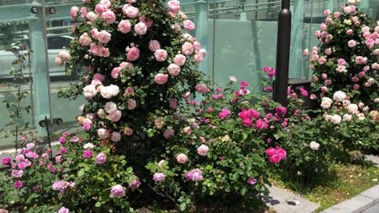 東京、日本のストリートローズ。 素敵でロマンチックな - Street Roses in Tokyo, Japan. Wonderful and Romantic