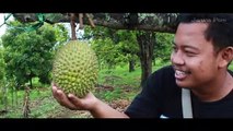 Durian Dop Nganjuk, Menikmati Buah Jatuhan Serasa Makan Tape