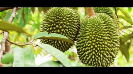 Durian Bido Jombang, Si Tebal Manis yang Penuh Keunikan