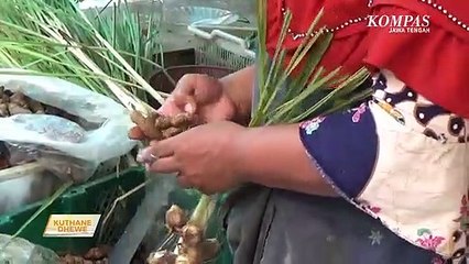Laris Manis, Temulawak Diburu Warga Kanggo Bahan Jamu