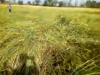 बारिश व आंधी ने फिर किसानों को रूलाए खून के आंसू