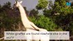 Poachers kill world’s only female White giraffe in Kenya