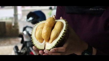Jawa Pos Belah Durian Episode 37: Durian Santri Lumajang