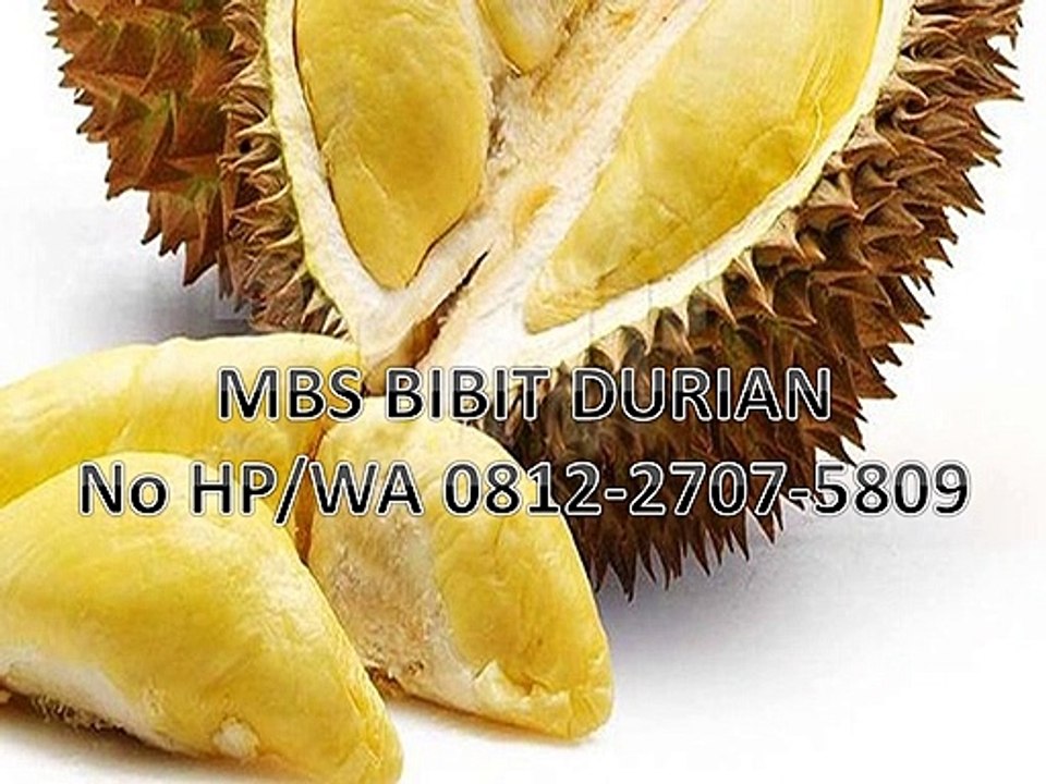GROSIR, WA 0812-2707-5809, Durian Seedlings Bawor Sulawesi Selatan